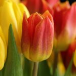 Air France/KLM Flying Blue Lowers Mileage Requirements for Transatlantic Economy Awards