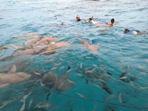 Photo of snorkelers swimming with sharks and fish during the shark swimming excursion offered by the Holiday Inn Resort Kandooma Maldives