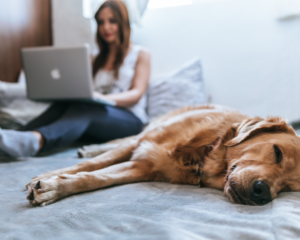 a girl sits on her bed using a laptop, a dog is next to her