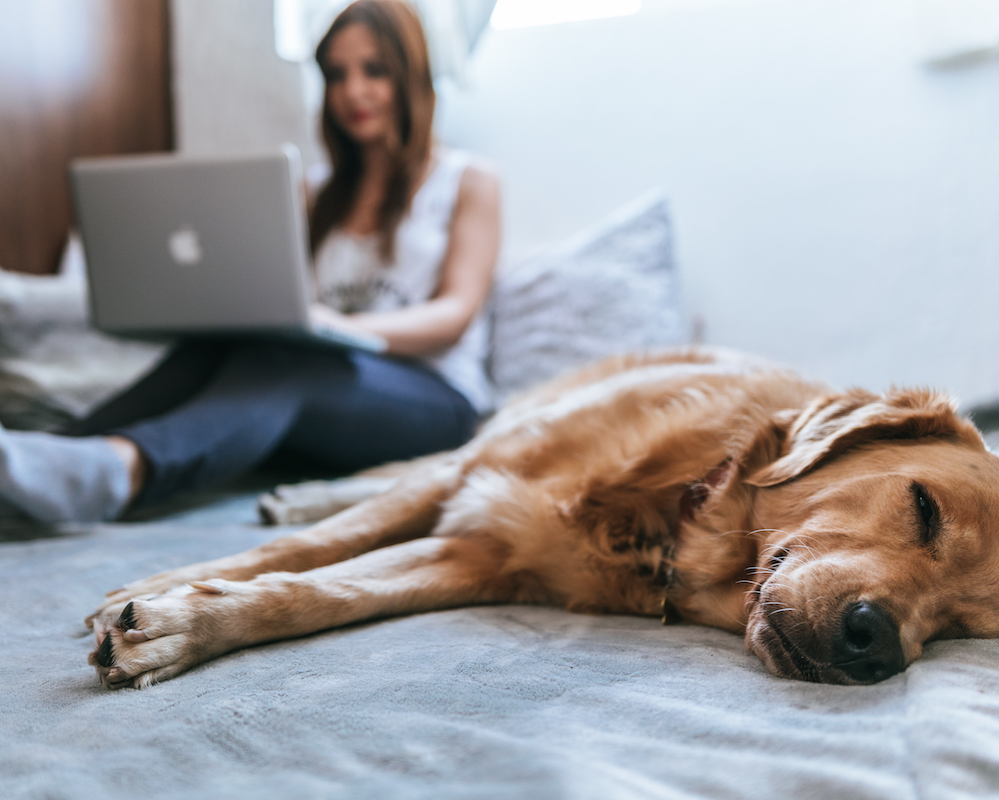 a girl sits on her bed using a laptop, a dog is next to her