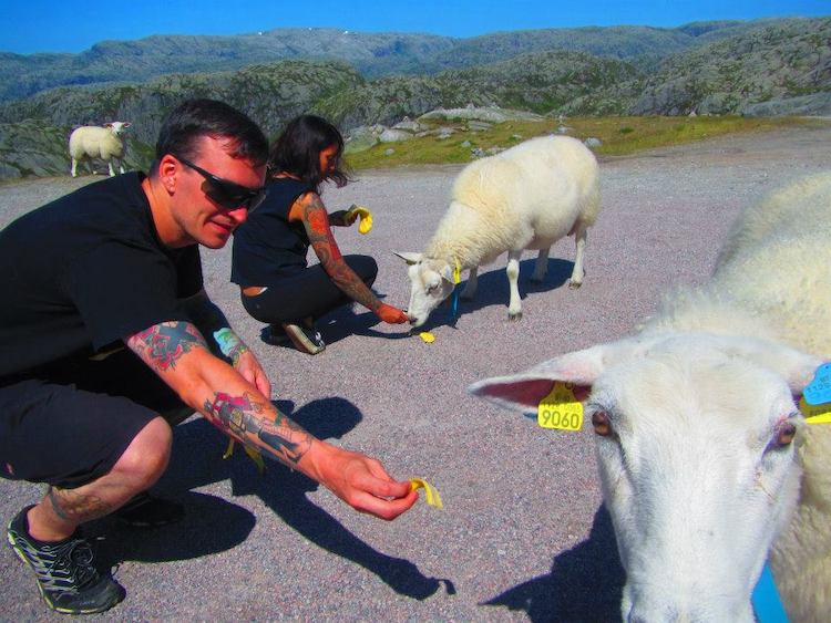 2 people feed fruits to sheep