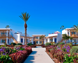 an Adobe-style luxury hotel surrounded by fields of flowers