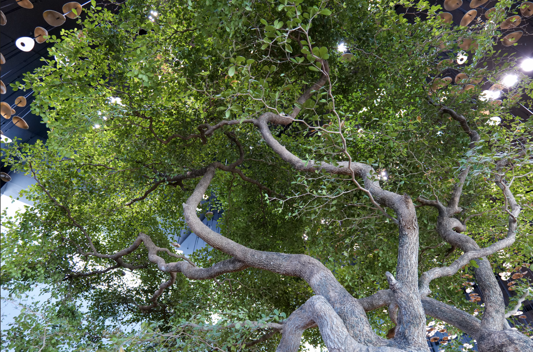 Amex ATL Olive Tree