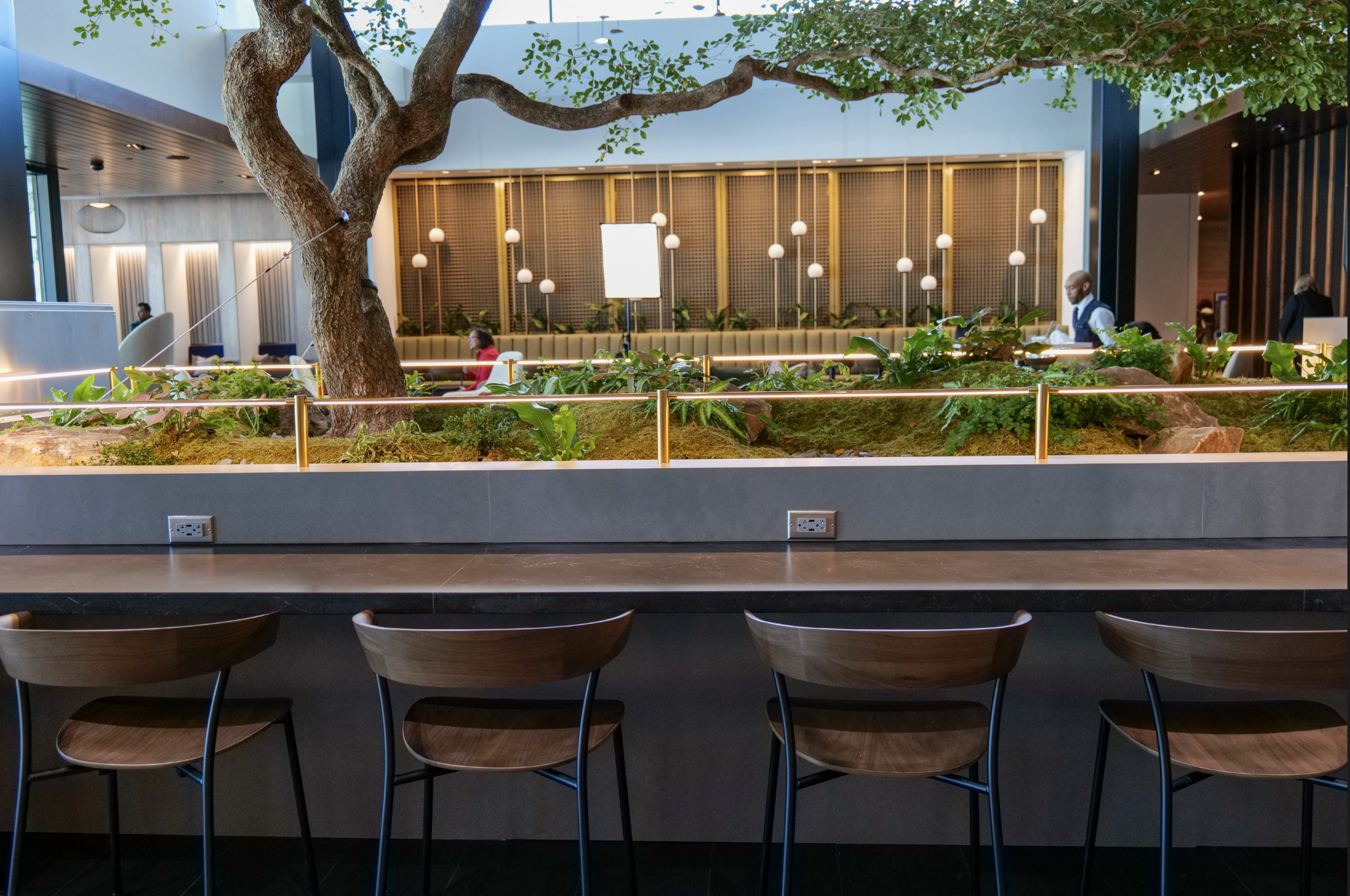 Seating areas around Amex olive tree