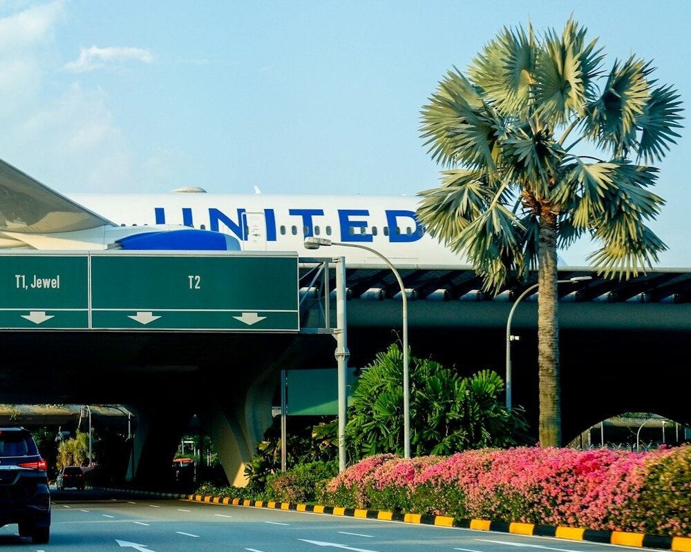 United 787 taxiing over a road and passing in front of a palm tree.