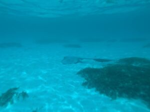Ray near the overwater villas at the Le Meridien Maldives