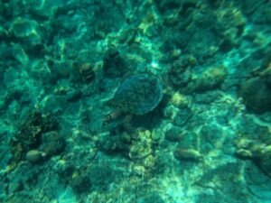 Turtle on the Le Meridien Maldives house reef