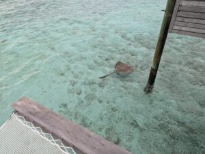 Ray near overwater villas at the Waldorf Astoria Maldives