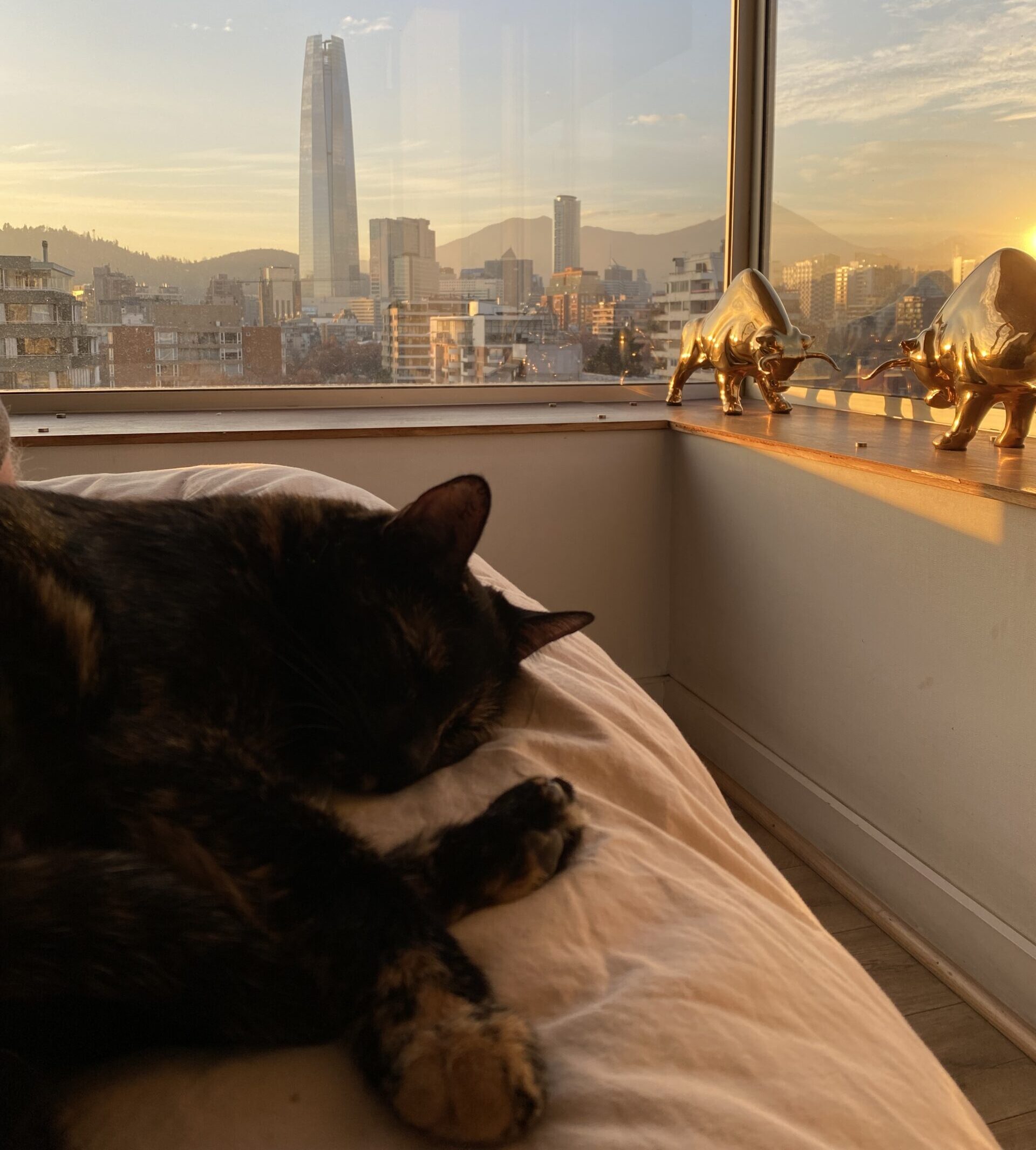 A cat asleep on a bed in front of a window in Santiago, Chile