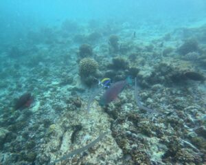 Snorkeling at Baros Maldives