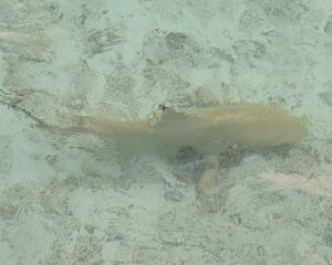 Shark at Baros Maldives