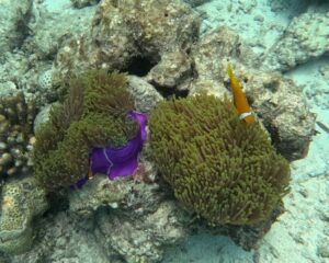 Fish seen while snorkeling at Six Senses Laamu in the Maldives