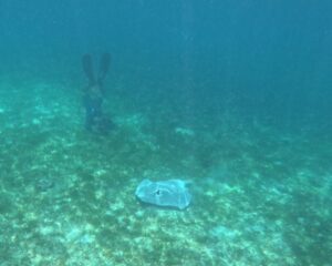 Stingray seen while snorkeling at Six Senses Laamu in the Maldives