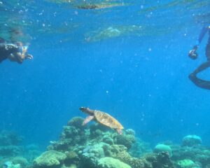 Turtle seen while snorkling near Six Senses Laamu in the Maldives