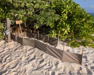 Sea turtle nest at Six Senses Laamu in the Maldives
