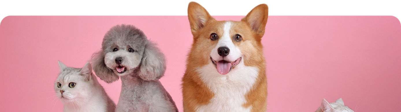 The Nibbles Pet Rewards Credit Card: The Purrfect Card for Pet Owners?