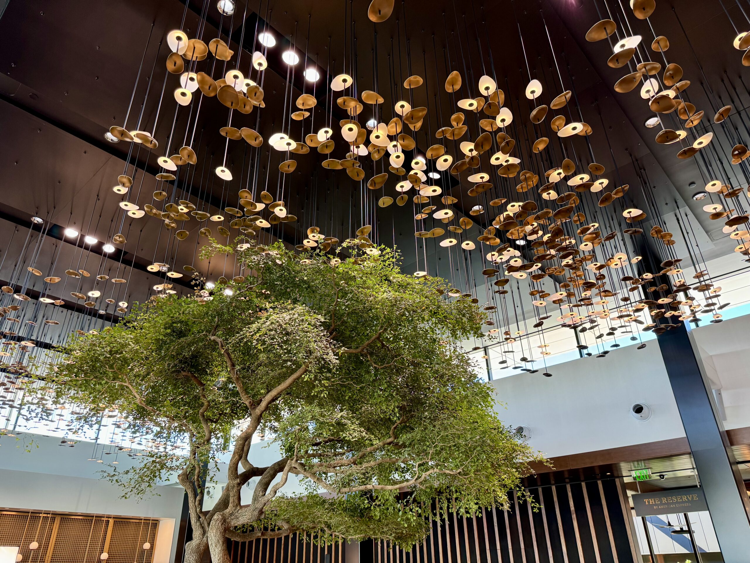 Olive tree at Centurion Lounge ATL.