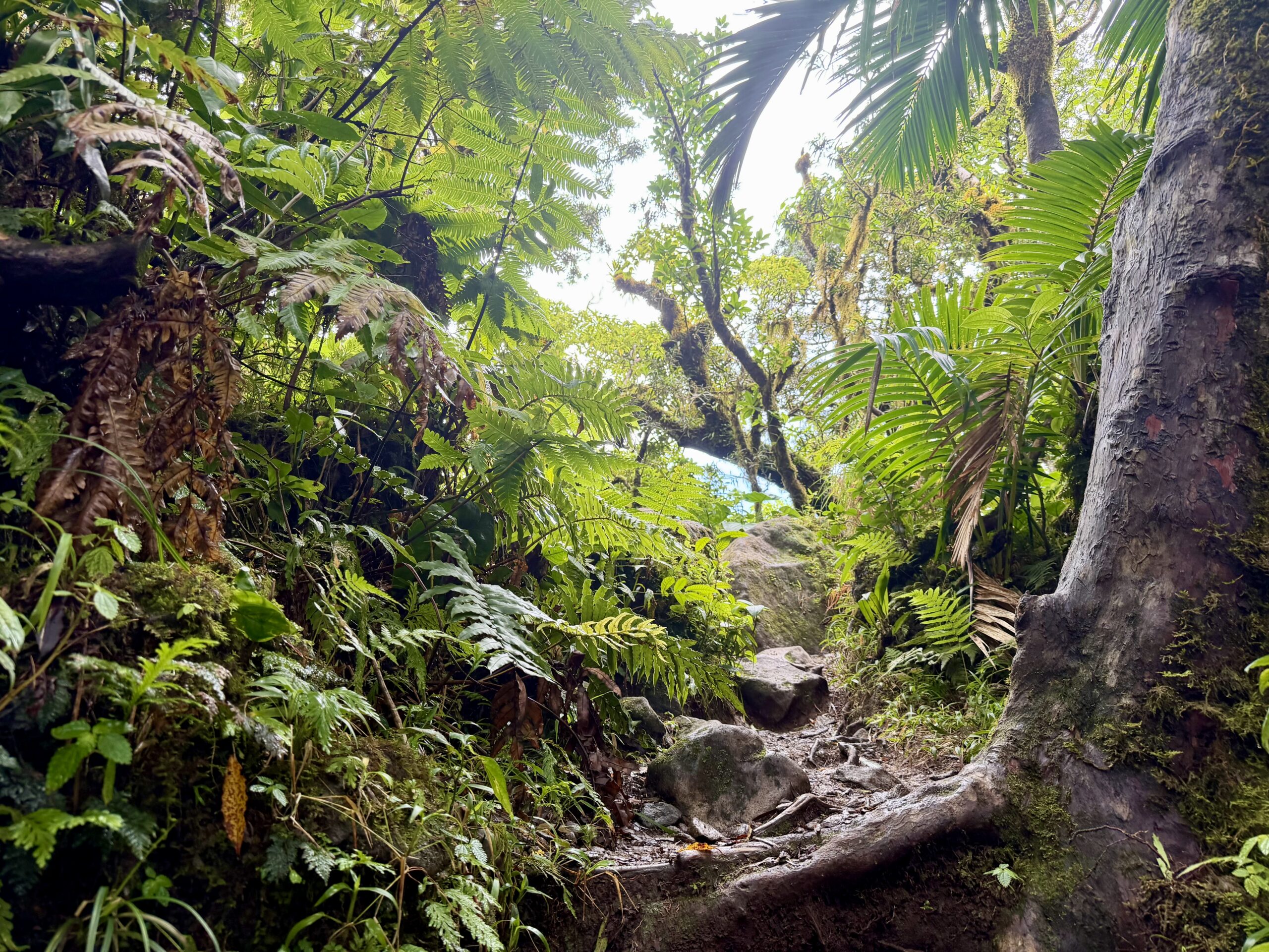 Mount Liamuiga in St. Kitts