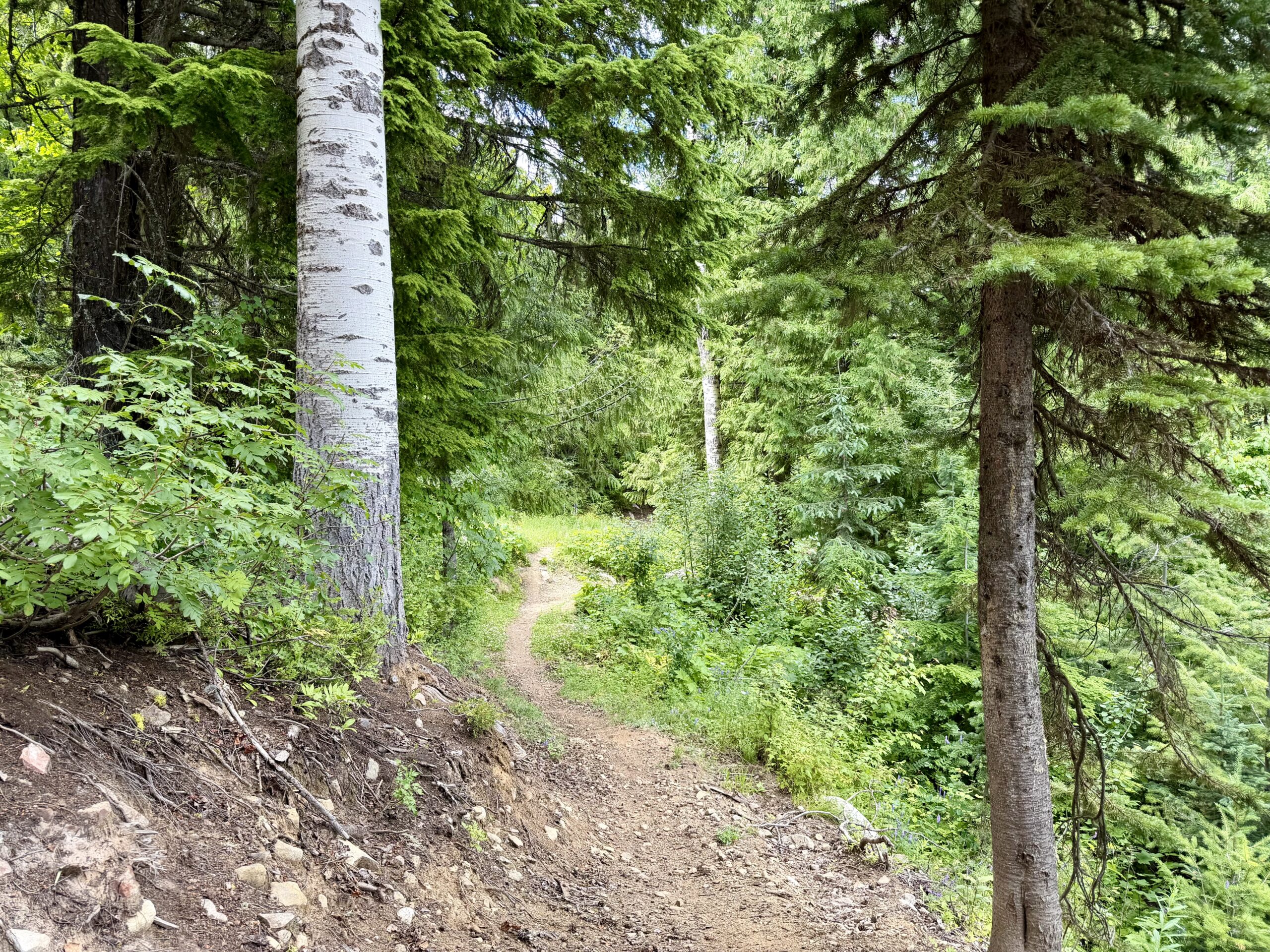 Bike trails at RED Mountain Resort.